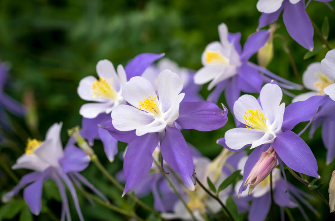purple, white and yellow columbine flowers